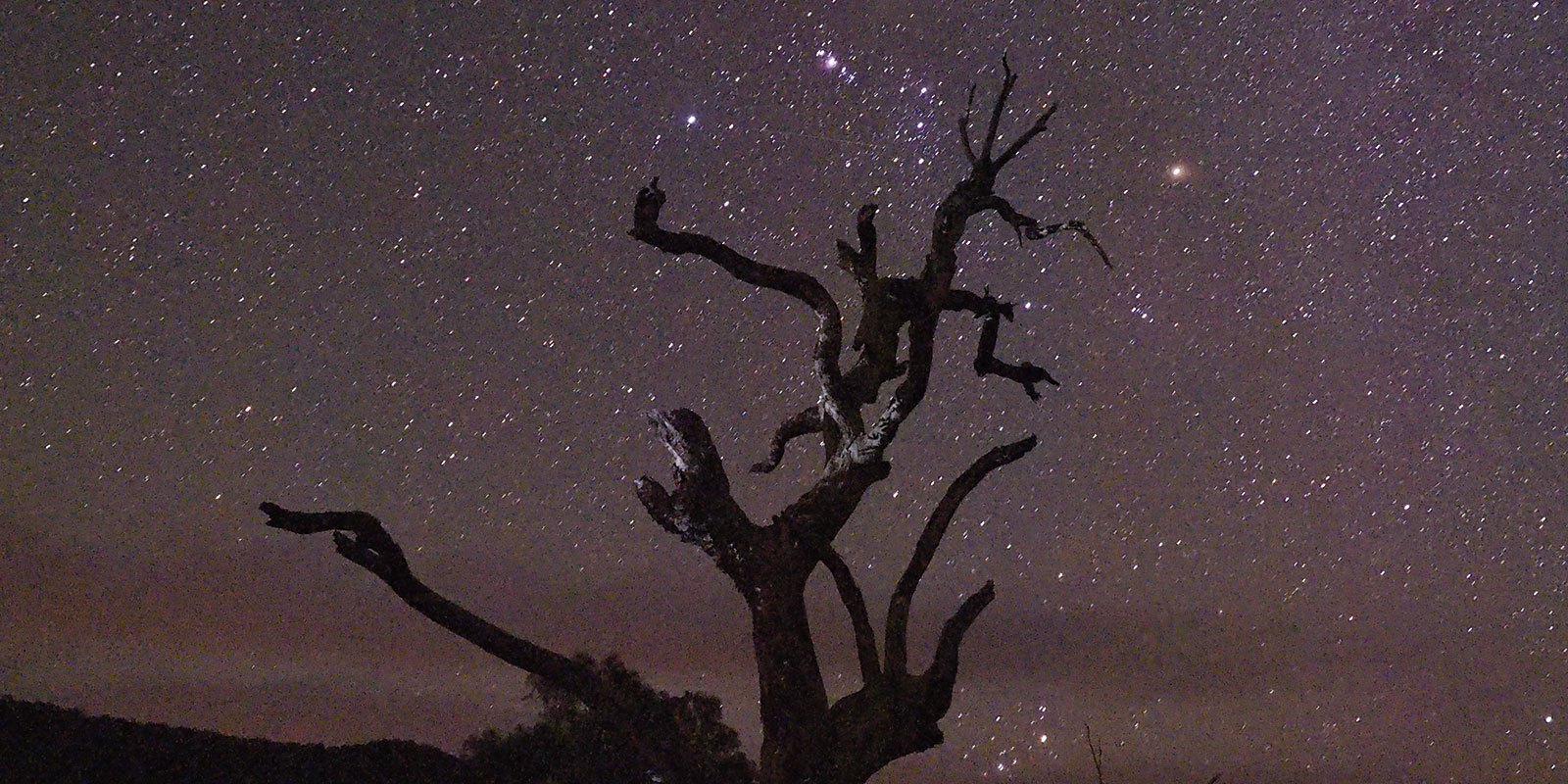 Dead tree with stary sky behind 