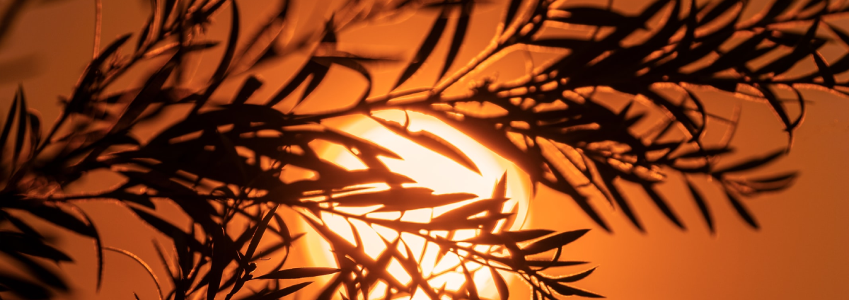 Silhouette of a native plant lit by a bright orange setting sun is the header image for an article about Aboriginal land management. 