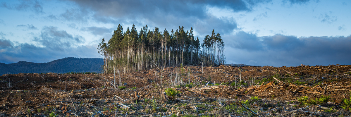 Photo of forestry activities in Tasmania, Australia, under a cloudy sky 