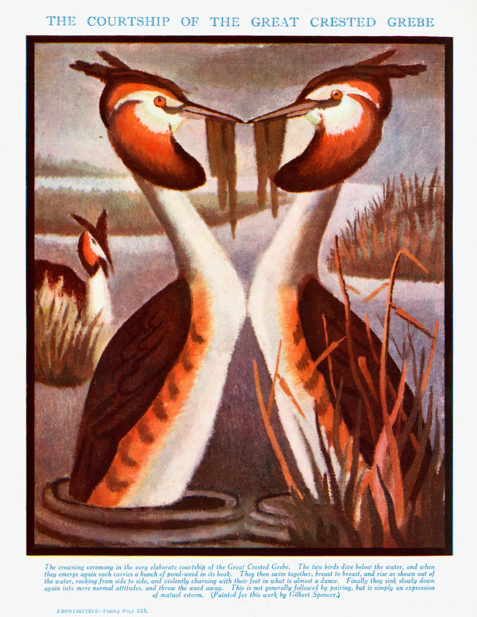 Cover of ‘The Courtship of the Great Crested Grebe’, watercolour by Gilbert Spencer, in H. G. Wells, Julian Huxley and G. P. Wells, The Science of Life, vol. III (London: Waverley, 1931), 823.