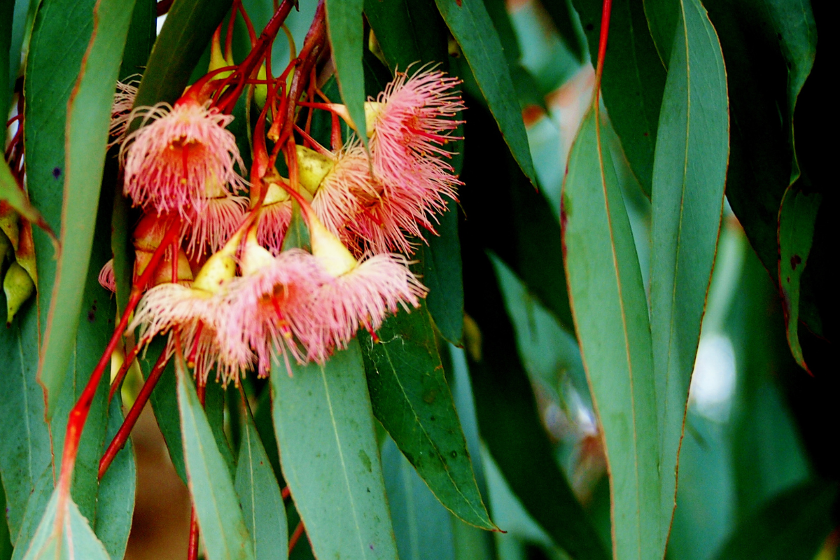 A picture of pink gum nuts flowering around a bunch of green gum leaves.